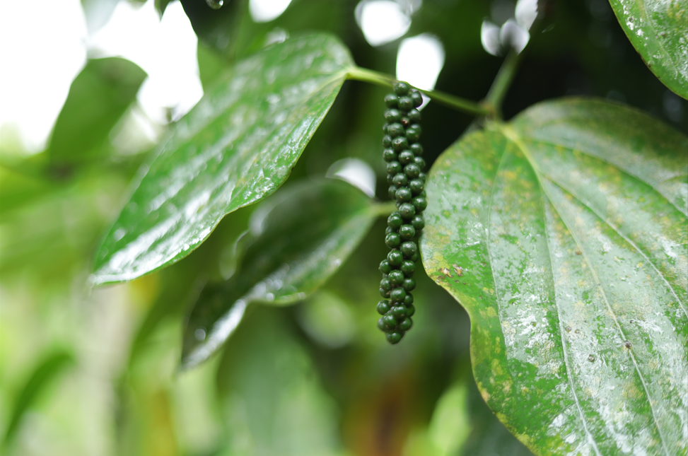 How Black Pepper Is Grown in Wayanad: From Sapling to Harvest