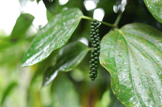 How Black Pepper Is Grown in Wayanad: From Sapling to Harvest