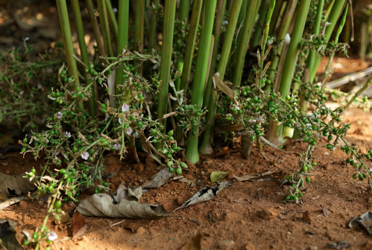 Why Wayanad Soil Produces the Worlds Finest Slow-Grown Spices