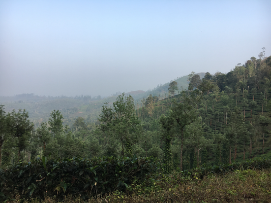 Why Spices Grown Under Forest Shade Taste Different: The Science Behind Soil, Light, and Microclimate