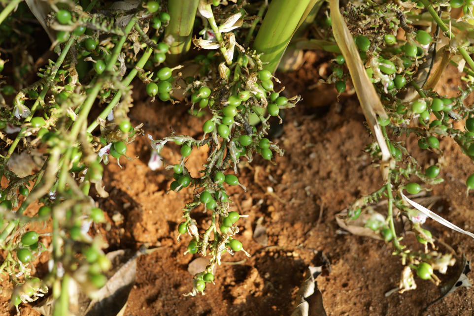 Wayanad spices sourced directly from farming families in the Western Ghats, Kerala